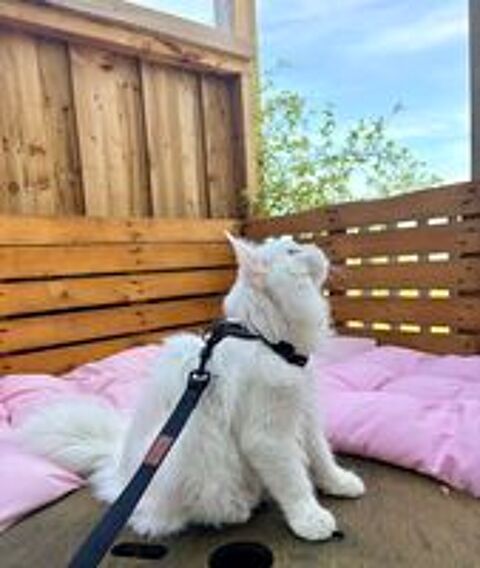   Maine Coon de 10 mois  