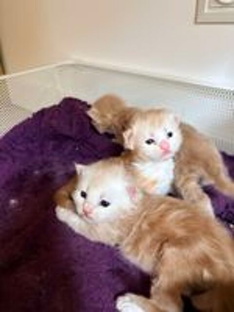  Chatons Maine Coon  
