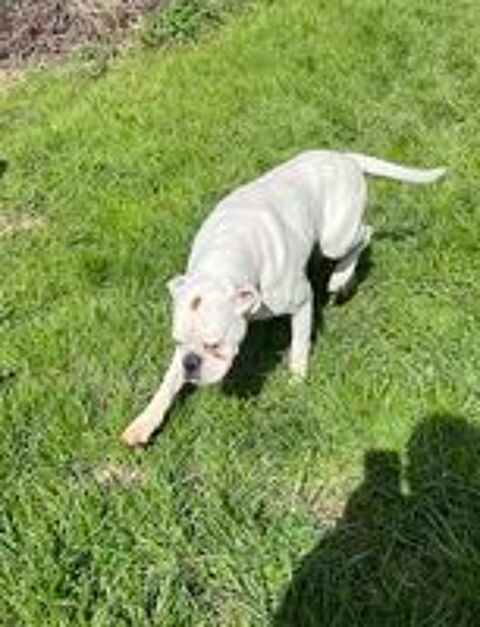   chien boxer 