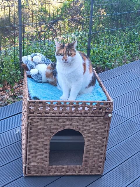 Donne chatte 0 06190 Roquebrune-cap-martin