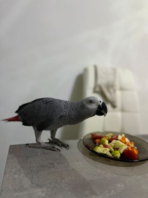 Perroquet GRIS 1150 13015 Marseille