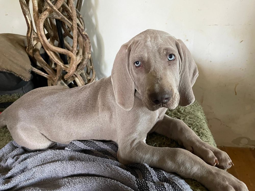   Chiots Braque de WEIMAR LOF 