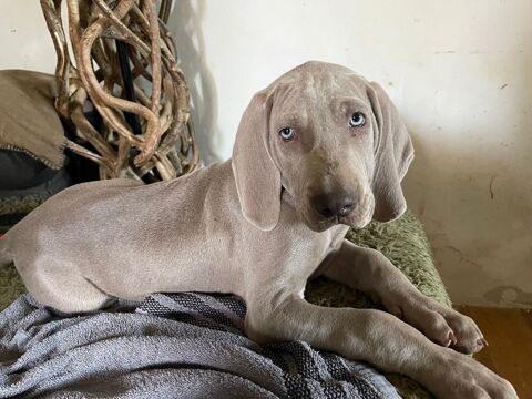 Chiots Braque de WEIMAR LOF 800 34370 Maureilhan