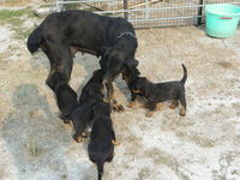   chiot beauceron 