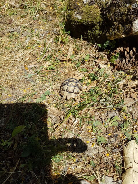 Tortue de terre 40 16160 Gond-pontouvre