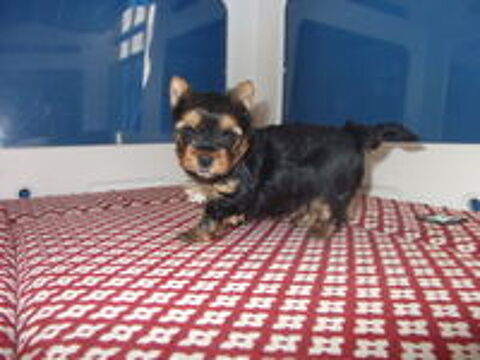   yorkshire terrier femelle 