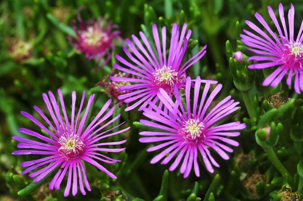 Vivace tapissante, couvre-sol 'Pourpier de Cooper' 'Fico&iuml;de' Jardin