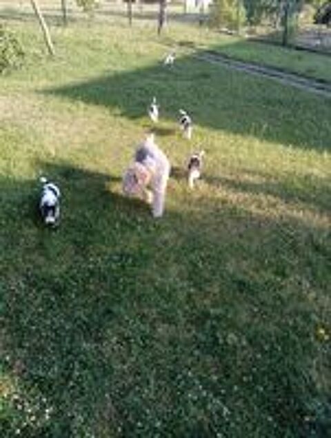   chiots fox terrier poils durs 