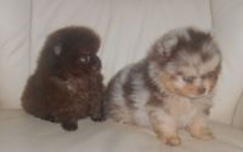   Adorables chiots Spitz de Poméranie nain ou micro nonLOF 