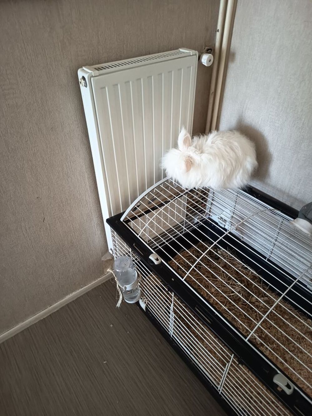   Bonjour.
Je donne mon lapin nain , il a 6 ans .
