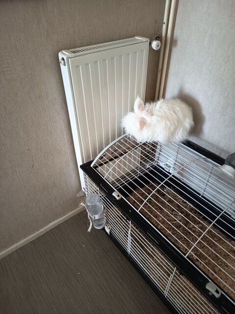 Bonjour.
Je donne mon lapin nain , il a 6 ans .
0 35800 Dinard