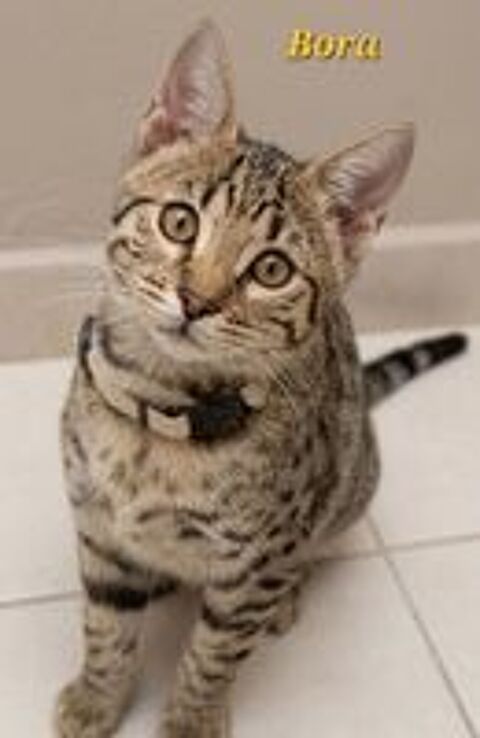   Chatons Savannahs LOOF  