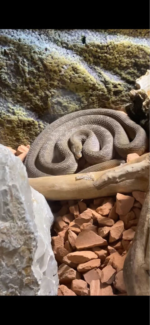 Bonjour je me sépare de mon dasypeltis gansi femelle 50 13008 Marseille