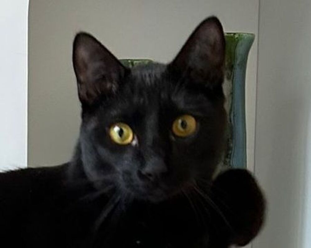   LUDWIG 