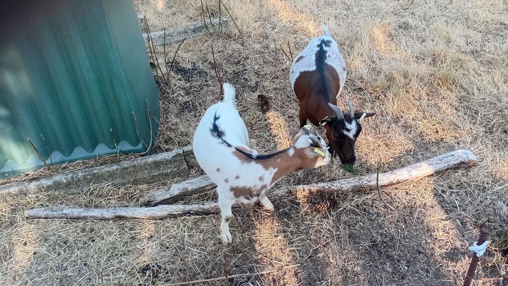   jeune  petit  bouc  naines  castree  ne  le  25  mars  2026 