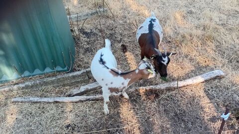 jeune  petit  bouc  naines  castree  ne  le  25  mars  2026 0 50140 Mortain