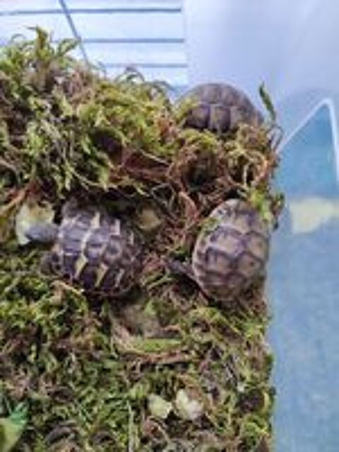   Tortues de terre  