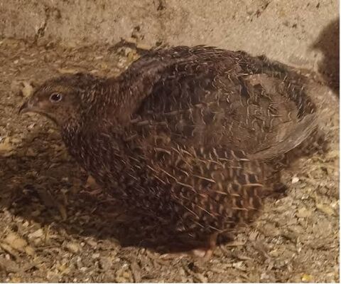 jeune mâle cailles 6 mois 10 69620 Sainte-paule