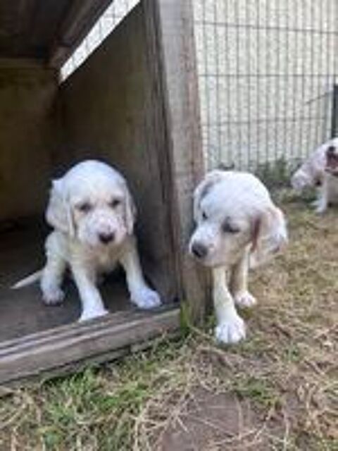   Chiots setter anglais  