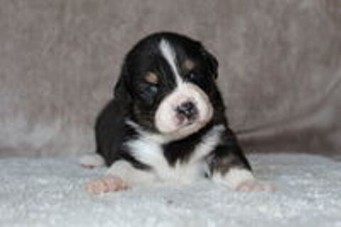   Chiots Berger Australien 