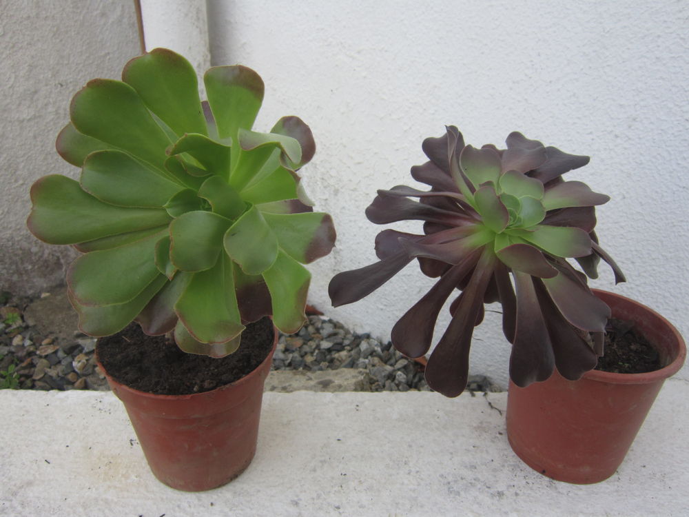 AEONIUM Jardin