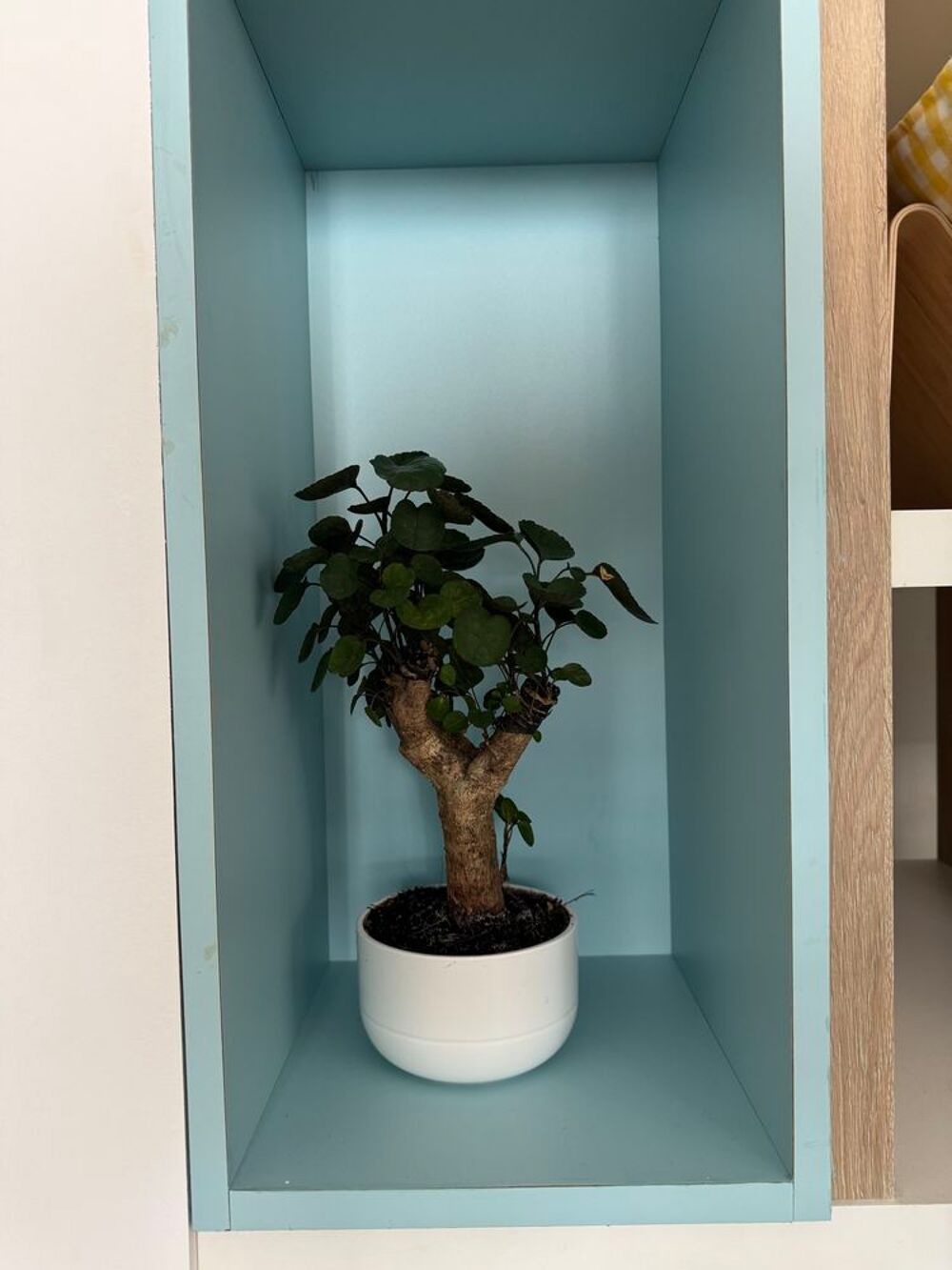 Bonsa&iuml; vivant dans un pot blanc &eacute;l&eacute;gant Jardin