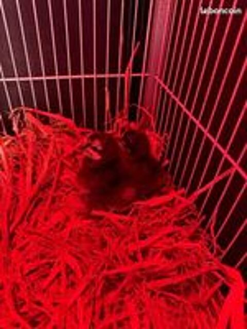   POUSSINS PEKINS  