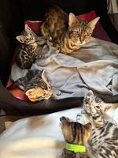   Magnfique portée de Bengal silver & brown LOOF 