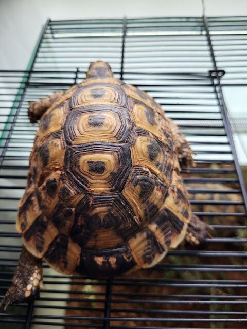 Tortue  greca m&acirc;le entre 2 et 3ans 
12cm 250 92230 Gennevilliers