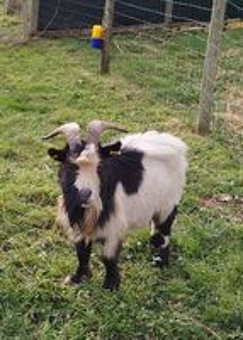   Neurosis, bouc nain croisé à adopter 