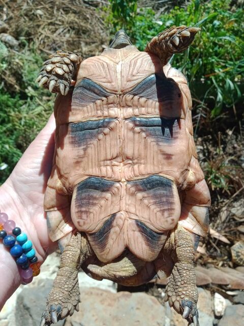tortue 300 34120 Pzenas