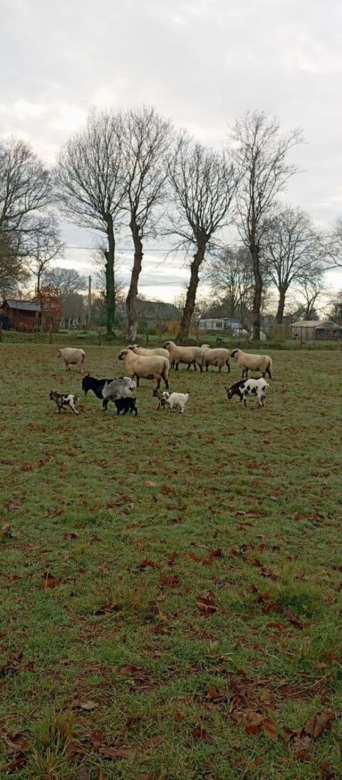 jeunes chevreaux i 50 53810 Chang�