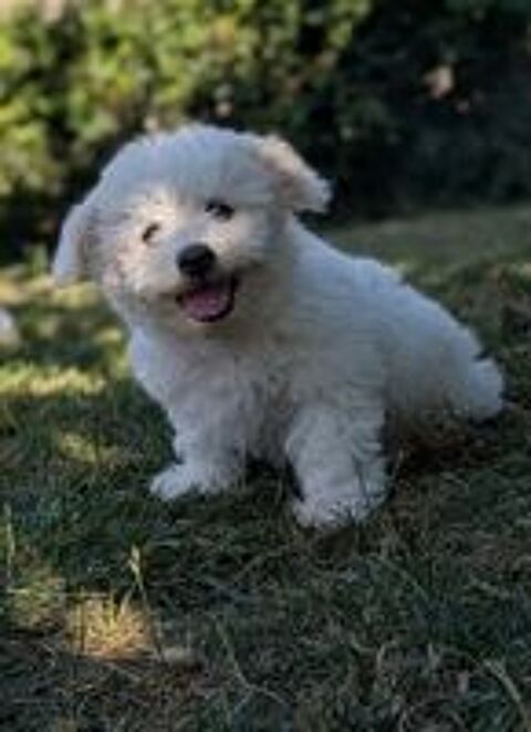   Bichon frise non lof disponible  