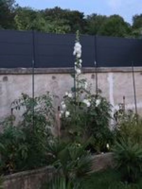   Avant hibernation,je recherche une grosse tortue Herman 75 