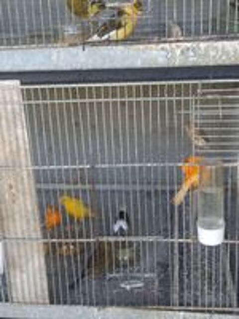   CANARIS 
