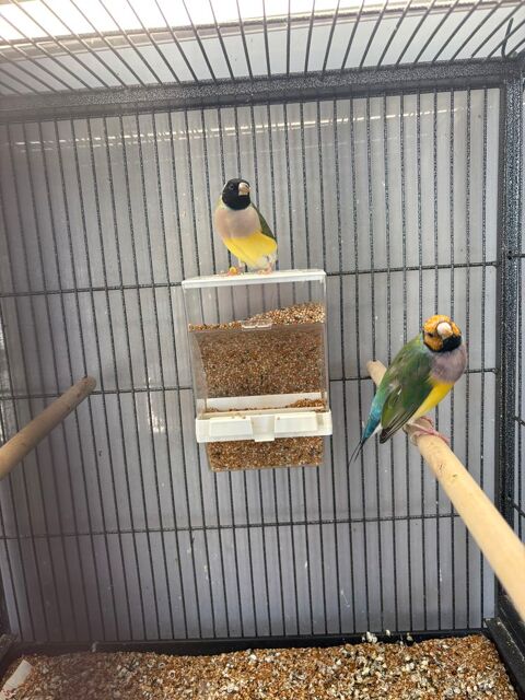 Couple gould 85 53230 Coss�-le-vivien