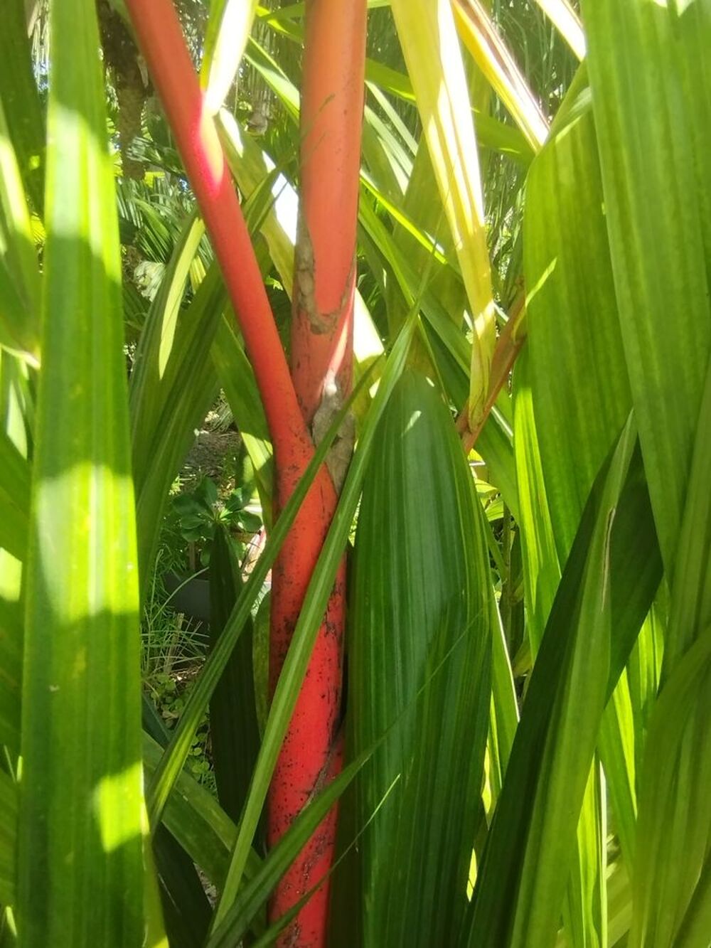 Palmier rouge &agrave; l&egrave;vres de 3m de hauteur Jardin