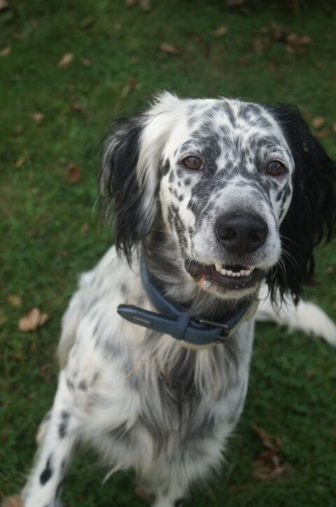 SAILLIE M&acirc;le setter anglais 0 60110 M�ru