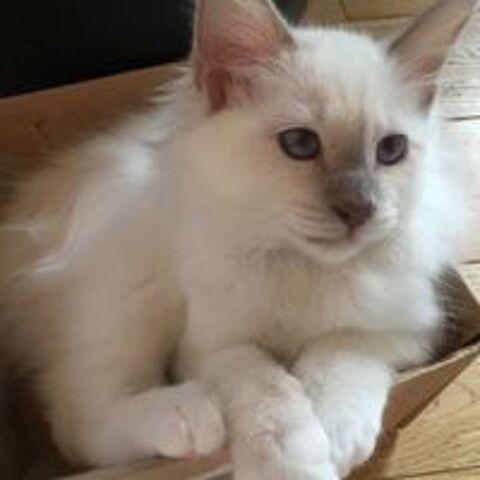   Superbes chatons sacré de Birmanie  