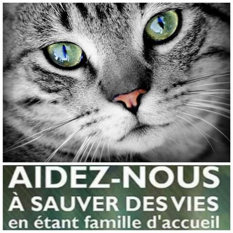 URGENCE - RECHERCHE DE FAMILLES D'ACCUEIL Nous recherchons de TOUTE URGENCE plusieurs Familles d'Accueil en région parisienne sud. 0 92290 Chtenay-malabry