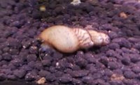   Aancistrus, escargots nés dans mon aquarium. 