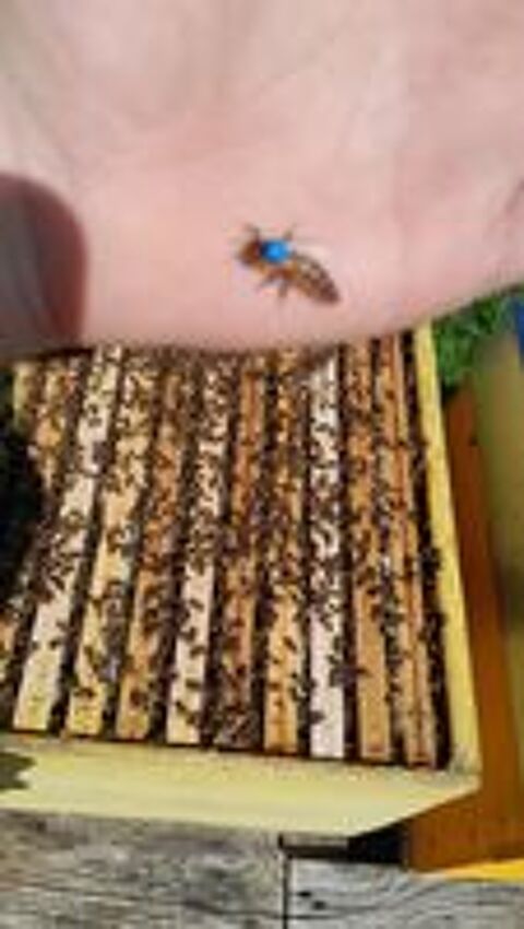   (×8) Colonies d'abeilles Dadant 80 € à 200 € 