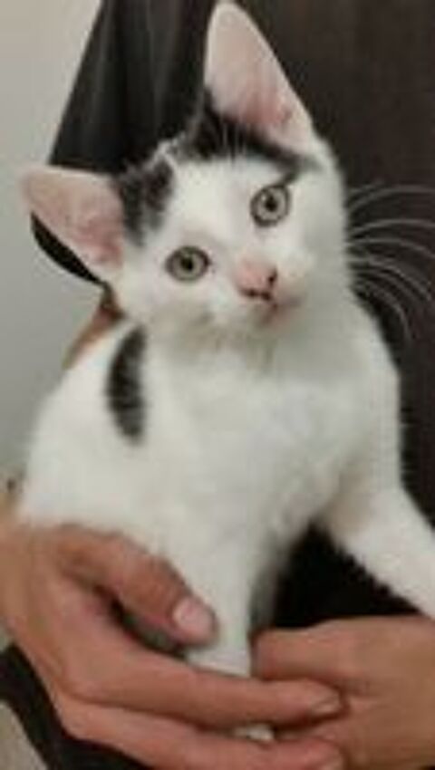   Donnons le chaton mâle  