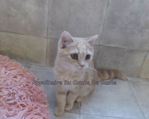 Chaton disponible à la réservation Type Exotic shorthair 660 10700 Trouans