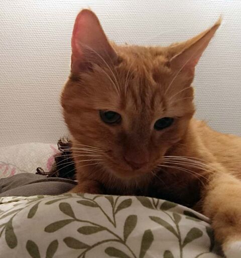 GARFIELD, magnifique chat roux à adopter via l'association UMA 180 44640 Saint-jean-de-boiseau