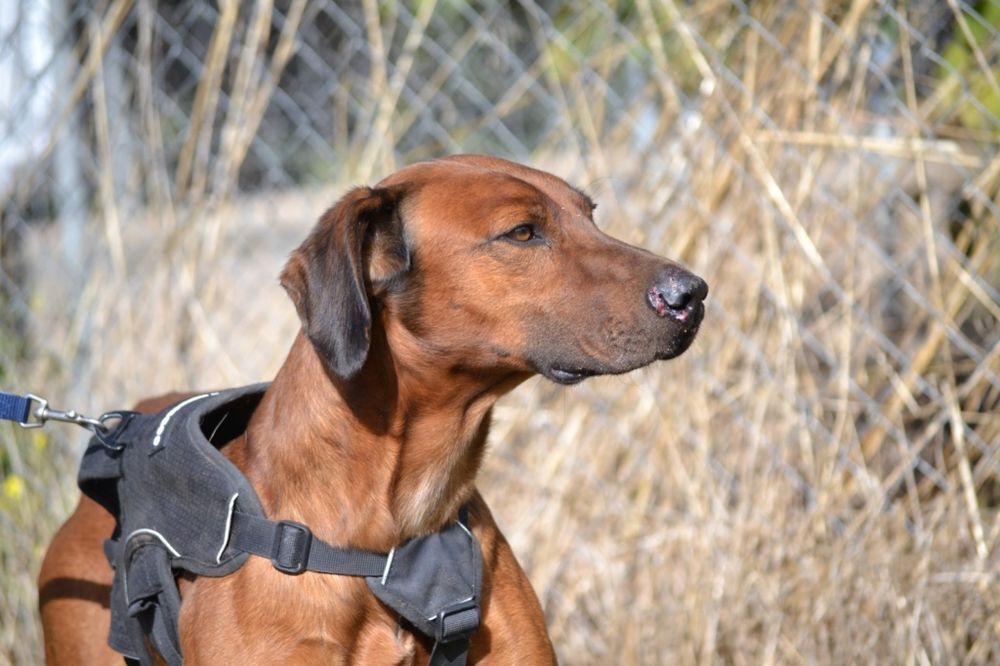   TINO, un super chien ! facile et fidèle. Le meilleur des compagnons ! 