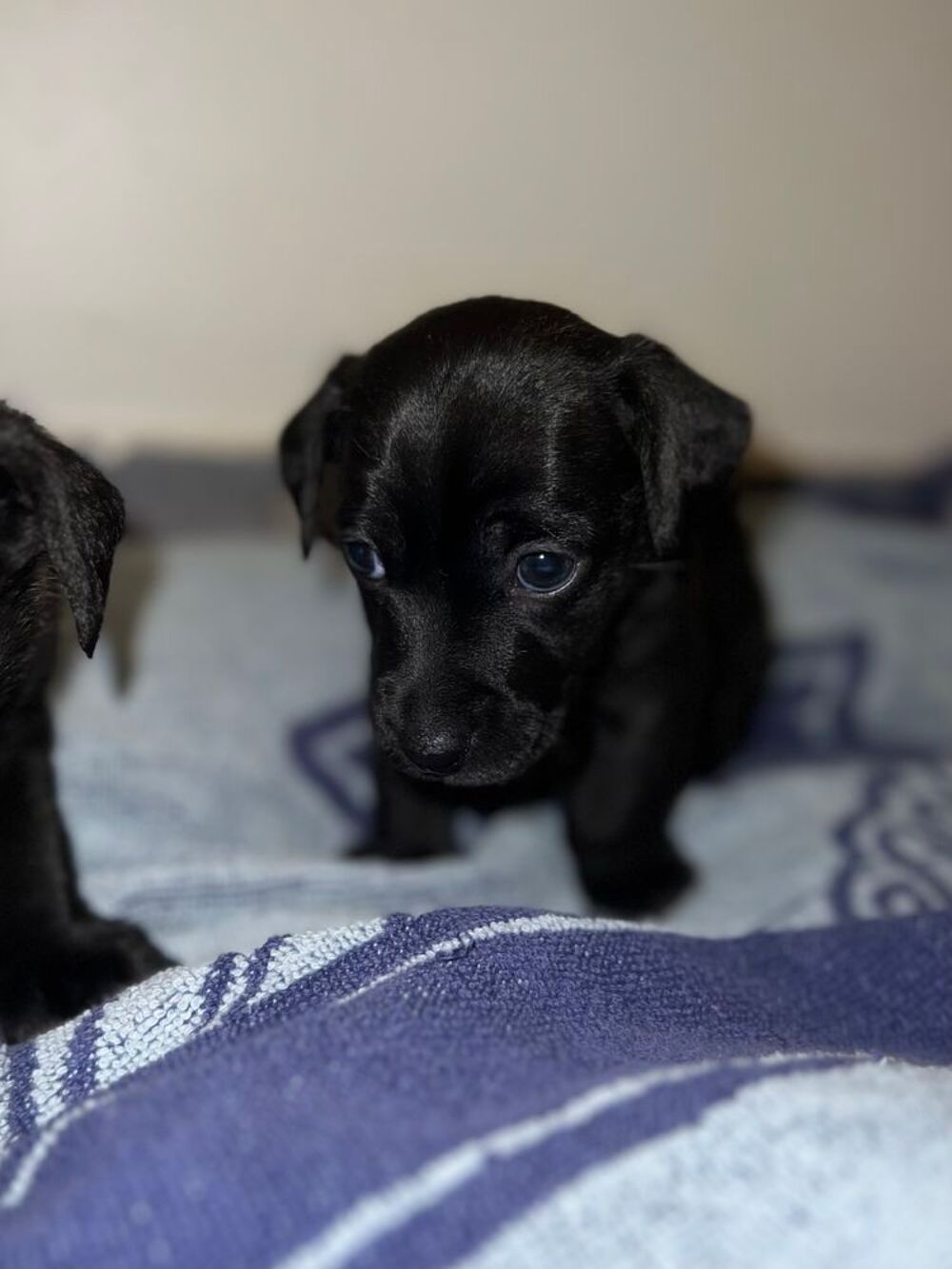 Jack Russel x Pinscher Puriculture