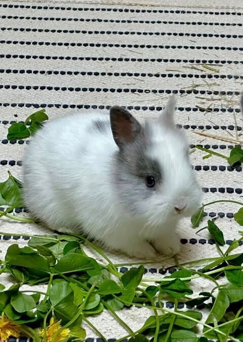 Lapin PATCH à l adoption 50 26270 Loriol-sur-drme
