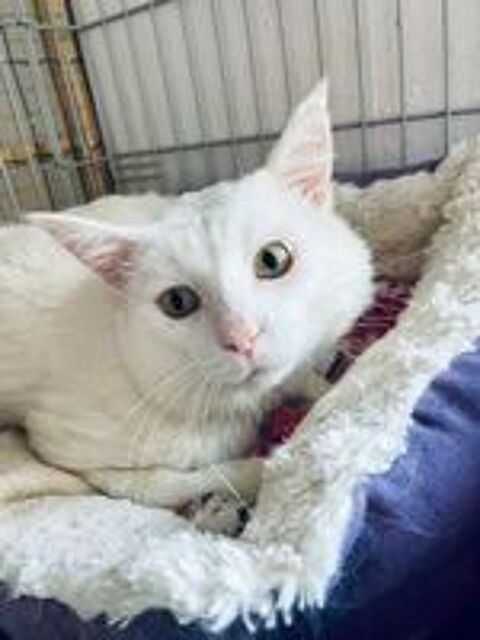   Chat Olaf à l'adoption 