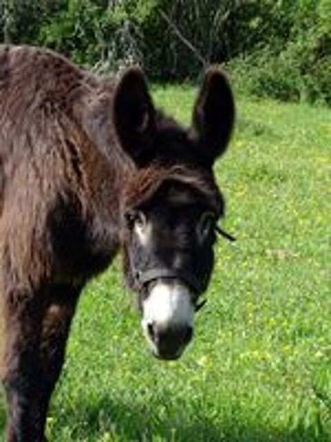   QUEBEC, adorable Ane du Bourbonnais  adopter via l'association UMA  